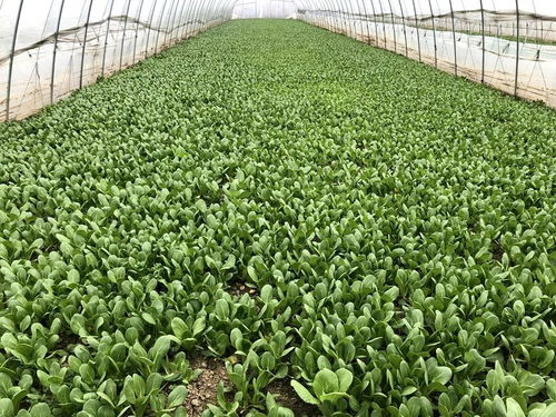 公益助農(nóng)戰(zhàn)疫情丨最新鮮的蔬菜從田間直達(dá)餐桌