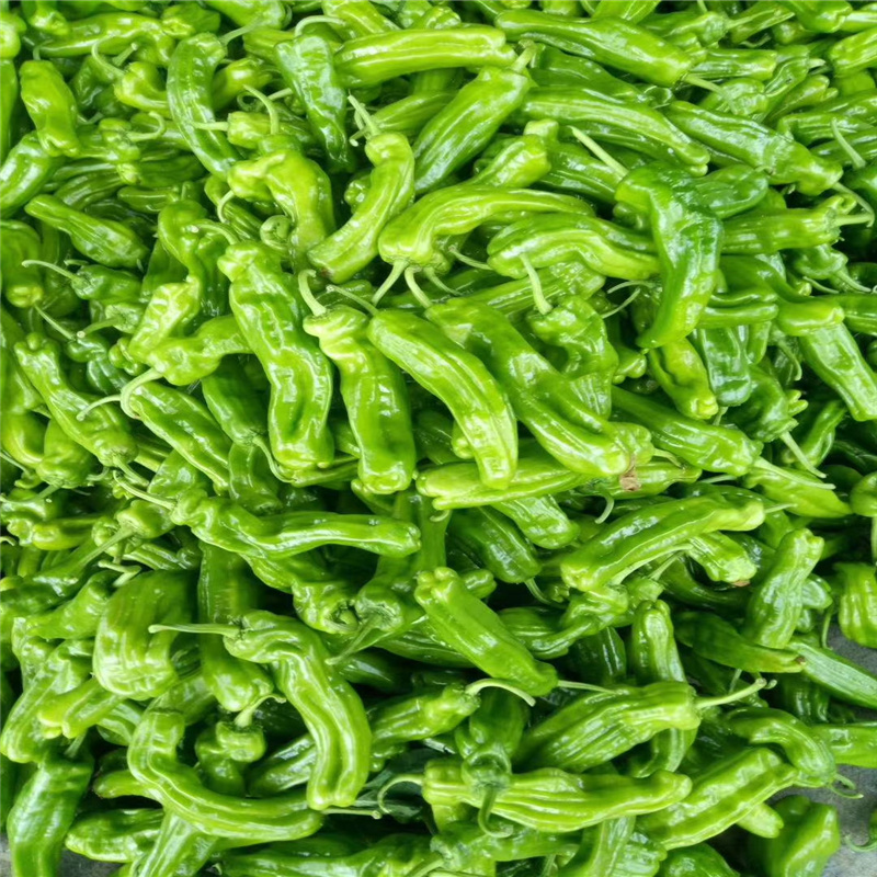 青海西寧 青椒批發之都，新鮮蔬菜零售的綠色篇章